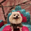 댕마카세 이미지