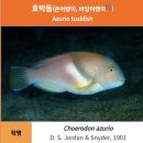 퍼플라이언 | [인스타360 X5 수중촬영] 더퍼플 스쿠버다이빙 | 서귀포 범섬 스쿠버 다이빙 | 범섬 콧쿠멍 앞마당 보트...