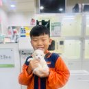 애견갤러리 강아지분양 애견샵 이미지