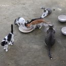 다래나무식당