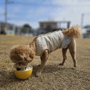 행복하게 해줄개 | 고양시애견카페 행복하게 해줄개 천연잔디운동장 강아지유치원 호텔운영