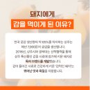 육즙 대폭발! 산지직송 쇼핑몰 '명실상주몰'에서 찾은 인생 안심 먹거리 '상주약감포크 삼겹살' 솔직 후기