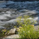 들꽃피는 이미지