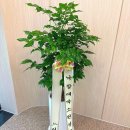 증평꽃집 | 청주 오창꽃집｜내수 꽃배달｜녹보수 개업 화분 직접 배달 후기