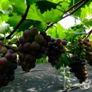 영동체육관 이미지