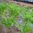 덕정텃밭쌈밥식당 이미지