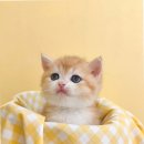 부산고양이분양 그린캣 | 부산고양이분양의 새로운 기준, 퍼스트캣 부산점 방문 후기