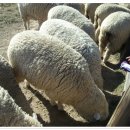 강촌목장 이미지