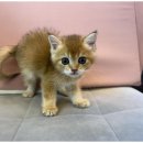 도그마루 이미지