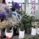 콩쓰플레르