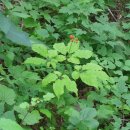 약초마을 이미지