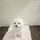 털찐댕댕이 이미지