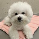 강아지유치원왕왕 이미지