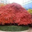 단풍의 귀재 공작 단풍(수양단풍) 특징 개화시기 번식 용도 이미지