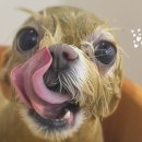 까꼬노라 이미지