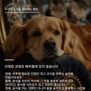 행복한 강아지 이미지