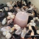 바람골농장 이미지