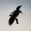 인터렙타일 이미지