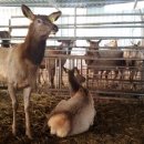 일구사슴농장 이미지