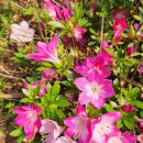 장미 자휘철쭉 왕보리수 이미지