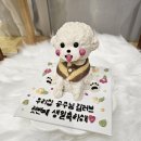 쁜이네곳간 | 내돈내산 관악구 강아지케이크 수제강아지간식 쁜이네곳간