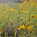 큰꽃지천 이미지