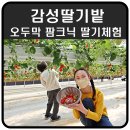 화개농원 | 감성딸기밭 아이랑 오두막 팜크닉 딸기체험하기