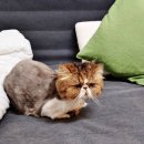 홀릭캣 이미지
