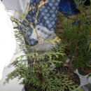 강림한의원 이미지