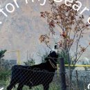 체리애견 이미지