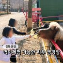 청화골프 | 문경 애견동반 가능한 리우캠핑장 아이랑 동물 먹이체험 후기