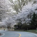 명품 벚꽃 길 이미지