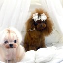 앨리스코리아켄넬 | 해운대강아지분양 입소문으로 찾아오는 앨리스코리아켄넬