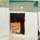 길냥이와 함께하는 이미지