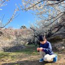 광양공용버스터미널 | 광양매화축제 주차 방법 셔틀버스 실시간 교통상황CCTV 확인팁