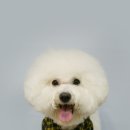 숑숑펫살롱 이미지