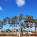 세종시민운동장 보조구장 네이버블로그