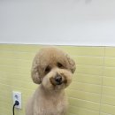 화사하개 이미지