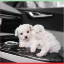 컴투펫 위탁보호센터 서울점 | 건대 애견호텔 컴투펫위탁보호센터 서울점 비용 시간 위치