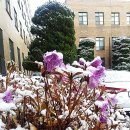 봄꽃에서첫눈까지 이미지