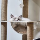 왕십리 고양이 위너펫 24시 | 랙돌 겨울이 고양이 전염성 복막염 FIP 치료중 기록(67일차) 2024년 7월 9일