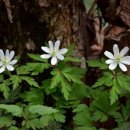 야생화답사 이미지