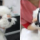 사랑우리애동물병원 이미지