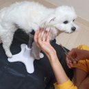 미용하는 강아지 살롱 이미지