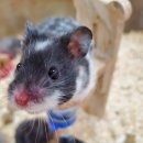 로던트클럽 화정 본점 이미지