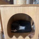 아가마미 고양이카페 | 아가마미 고양이 카페 후기