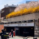 중앙공원1단계 도시전망대 | 인천 송도벚꽃명소 센트럴파크 피크닉 꽃구경 후기