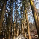 다원 | [보성여행] 보성 녹차밭 대한다원 방문 후기