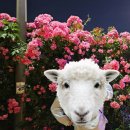 목동교 화장실 | 서울_중랑장미축제 정보, 후기, 꿀팁