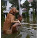 동물을 사랑하는 사람들 이미지